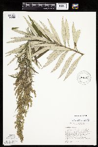 Artemisia serrata image