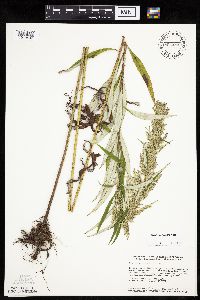 Artemisia serrata image