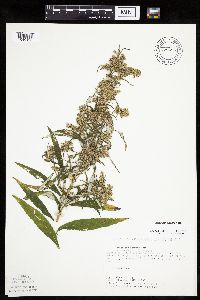 Artemisia serrata image