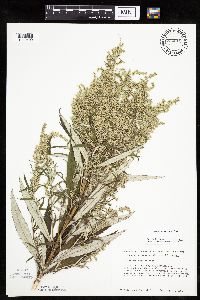 Artemisia serrata image