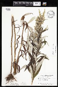 Artemisia serrata image