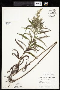 Artemisia serrata image