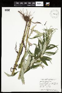 Artemisia serrata image