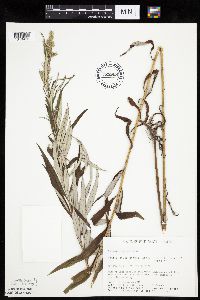 Artemisia serrata image