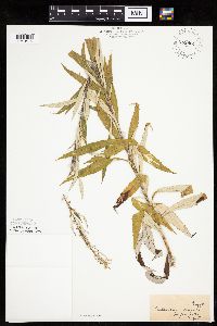 Artemisia serrata image