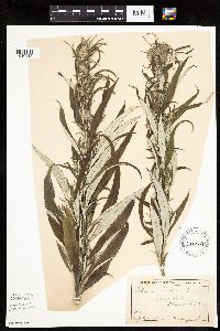Artemisia serrata image