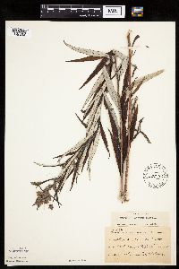 Artemisia serrata image