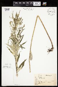 Artemisia serrata image