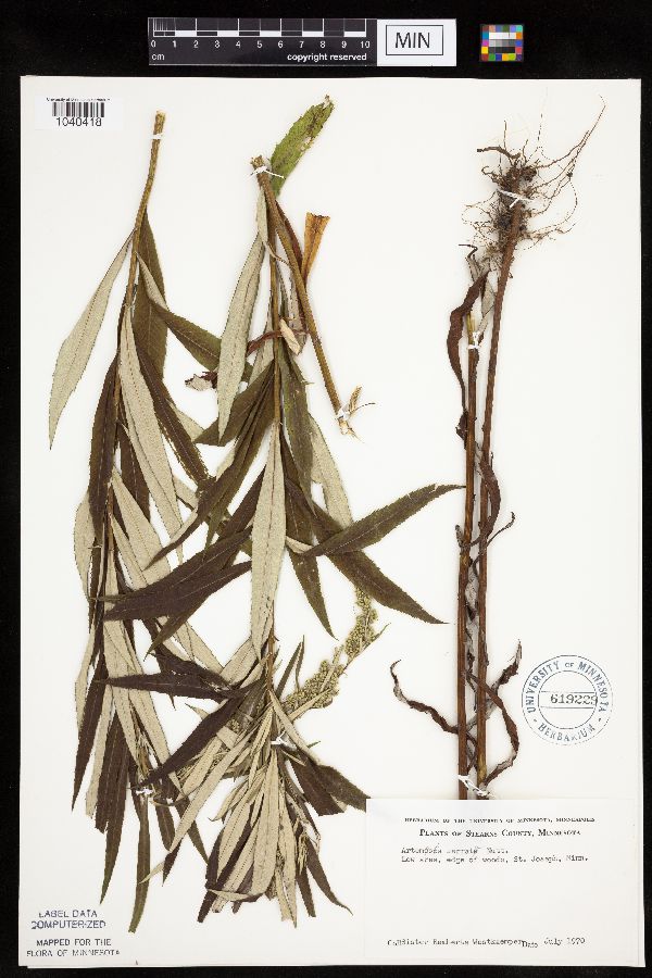 Artemisia serrata image