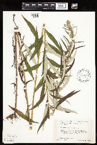 Artemisia serrata image