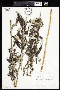 Artemisia serrata image