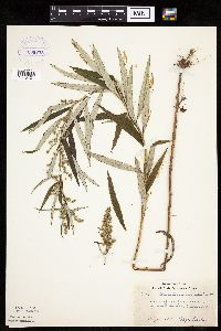 Artemisia serrata image