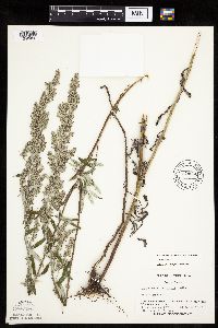 Artemisia serrata image