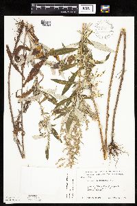 Artemisia serrata image