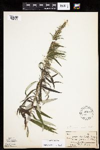 Artemisia serrata image