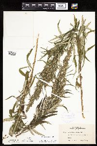 Artemisia serrata image