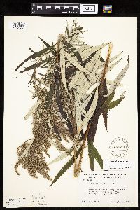 Artemisia serrata image