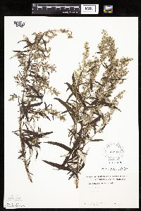 Artemisia serrata image