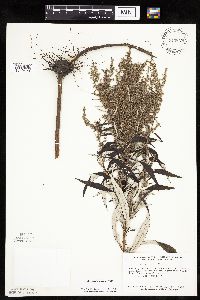 Artemisia serrata image