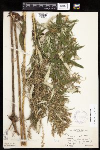 Artemisia serrata image