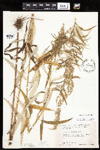 Artemisia serrata image