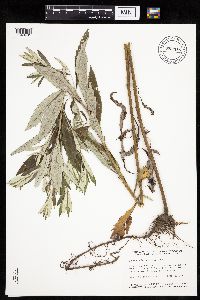Artemisia serrata image