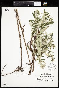 Artemisia serrata image