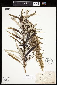 Artemisia serrata image