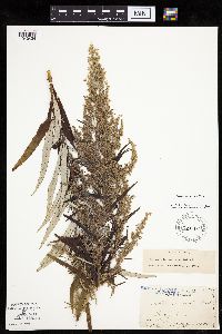 Artemisia serrata image