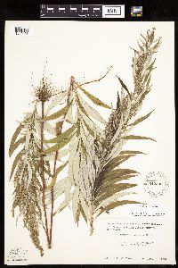 Artemisia serrata image