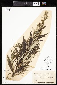 Artemisia serrata image