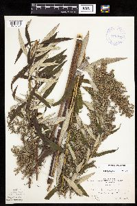 Artemisia serrata image