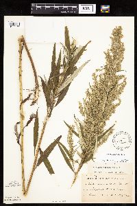 Artemisia serrata image