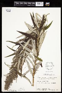Artemisia serrata image