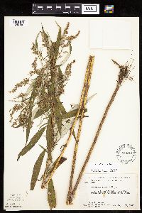 Artemisia serrata image