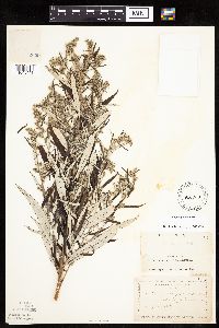 Artemisia serrata image