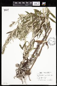 Artemisia serrata image