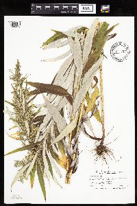 Artemisia serrata image