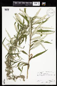 Artemisia serrata image