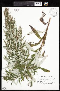 Artemisia serrata image