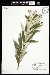 Artemisia serrata image