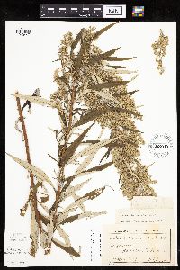 Artemisia serrata image