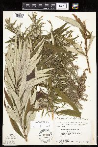 Artemisia serrata image