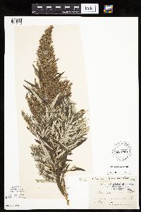 Artemisia serrata image