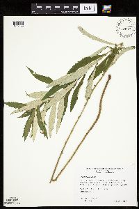 Artemisia serrata image