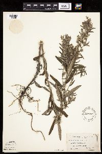 Artemisia serrata image