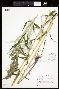 Artemisia serrata image