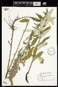 Artemisia serrata image