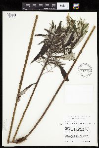 Artemisia serrata image