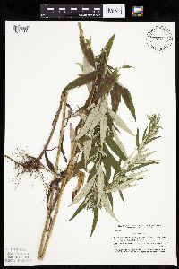 Artemisia serrata image